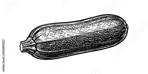 Vintage hand drawn zucchini sketch for culinary and botanical design projects