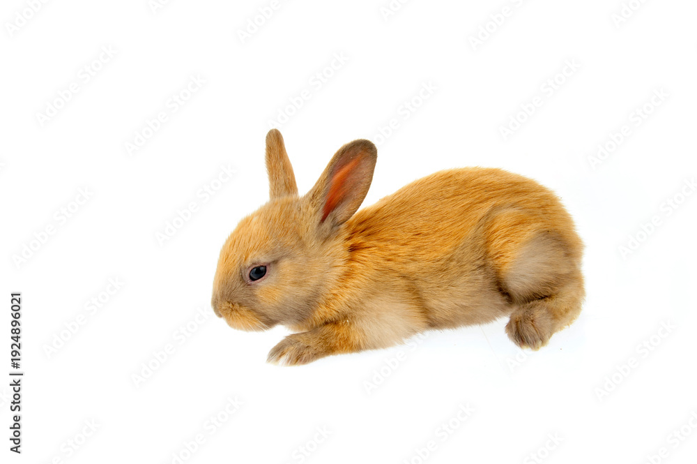 Obraz premium The rabbit in a white background