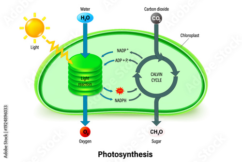 Photosynthesis. Light reaction and Calvin cycle. Process of photosynthesis in plant.