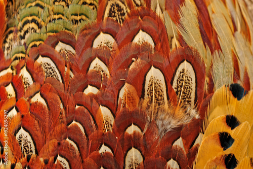 Texture pheasant feather