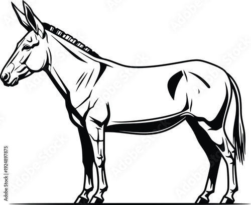 Detailed Donkey Line Art Vector Illustration on Transparent Background.