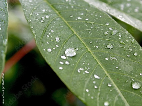 Cassava leaves that have been watered by rainwater at night display natural water droplets.