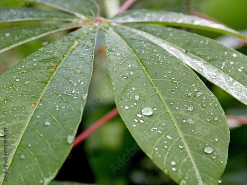 Cassava leaves that have been watered by rainwater at night display natural water droplets.