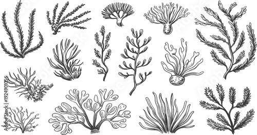 Hand-Drawn Sketch of Various Types of Seaweed and Algae vector untitled