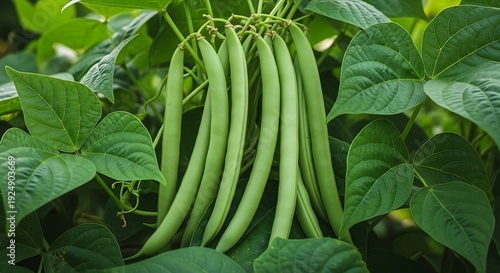 Green beans growing in garden fresh organic healthy vegetable food plant farming