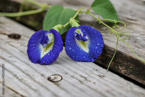Blue flowers on wooden surface