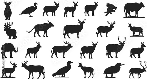 Photography wild animals silhouettes