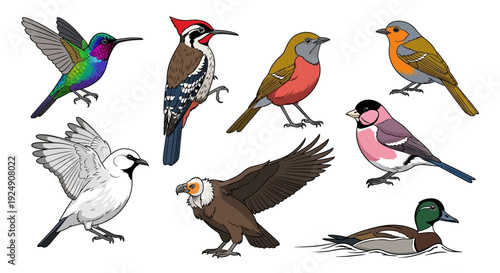Diverse Collection of Bird Species Vector Illustration