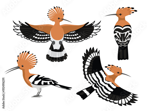 Bird Common Hoopoe Various Poses Cartoon Vector Character