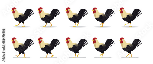 Fayoumi Chicken Rooster Animal Animation Sequence Cartoon Vector