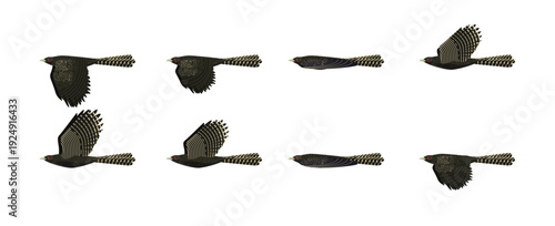 Bird Koel Female Flying Cartoon Vector Animation Frame