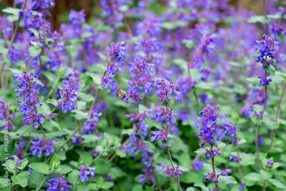 Fototapeta premium Blooming purple mint, Nepeta Cataria, in summer garden 