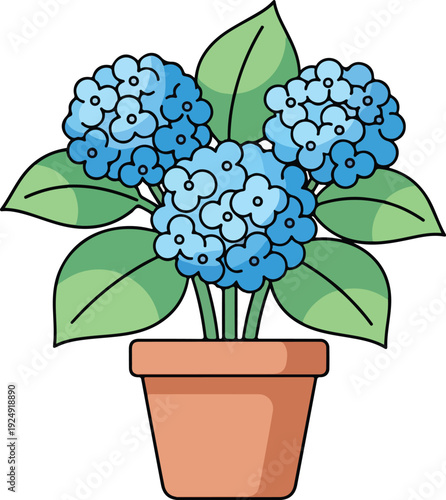 Blue Hydrangea Flowers in Pot Plant.