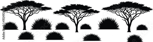 Acacia tree and bush silhouettes, African savanna landscape plants, black botanical nature elements, ornamental foliage set, flat vector illustration