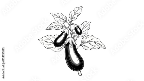 Black eggplant vegetable illustration.