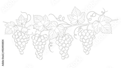 Bunches of ripe purple grapes hanging.