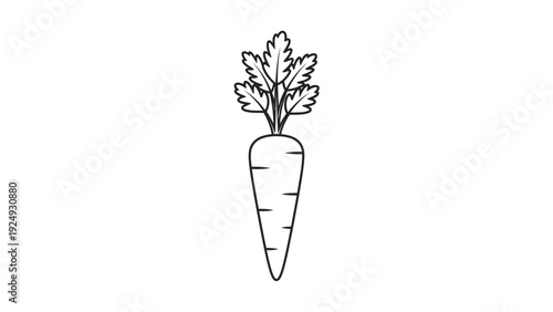 Detailed illustration of a carrot.