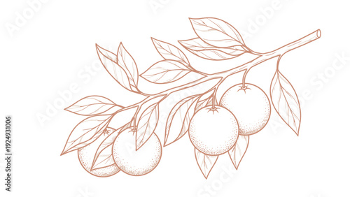 Drawing of oranges on a branch.