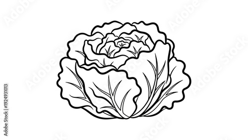 Cabbage Vegetable Plant Closeup Illustration.
