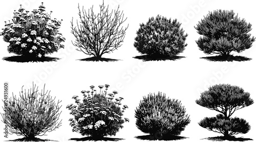 Garden bush and shrub silhouette set, detailed botanical plants and decorative foliage isolated on white background, flat vector illustration