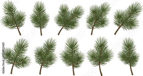 Set collection realistic green pine branches sprigs twigs needles stems, isolated evergreen conifer elements for christmas winter holiday decoration design transparent background