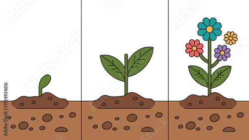 Illustration of flowering plant growth stages from sprout to leafy plant with colorful blossoms for gardening, biology, environment, and educational themes