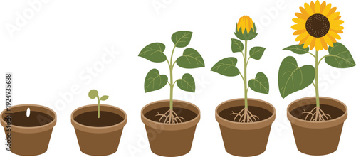 Illustration of sunflower plant growth stages in pots from seed to sprout, leaves, bud, and full bloom for gardening, biology, and educational themes