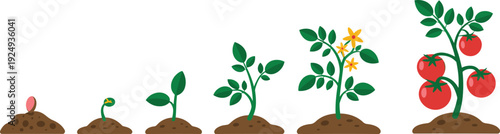 Illustration of tomato plant growth stages from seed to mature fruit-bearing plant, showing sprout, seedling, leaves, flowers, and ripe tomatoes for educational themes