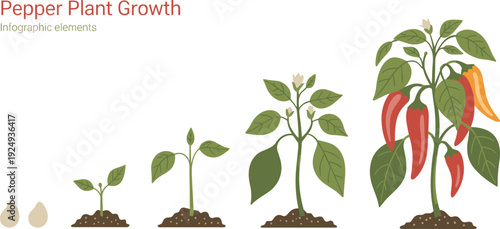 Infographic illustration of pepper plant growth stages from seed to mature fruit-bearing plant with sprouts, leaves, flowers, and peppers for agriculture and education themes