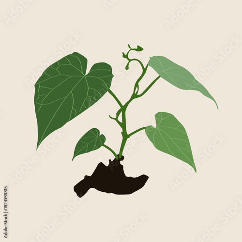 Dioscorea Elephantipes Seeds , Cute exotic  vector illustration