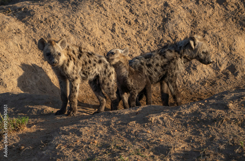 Three playful Spotted hyena cubs outside their den, Kruger National Park. 