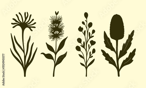 Flat Vector Kangaroo Paw, Bottlebrush, Boronia and Banksia Australian Native Flowers Set