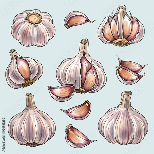 Set of fresh organic garlic bulbs and cloves isolated on white background, natural healthy vegetable ingredient for cooking and gourmet flavor