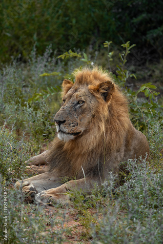 A portrait of a male lion lying in the green grass, Greater Kruger. 