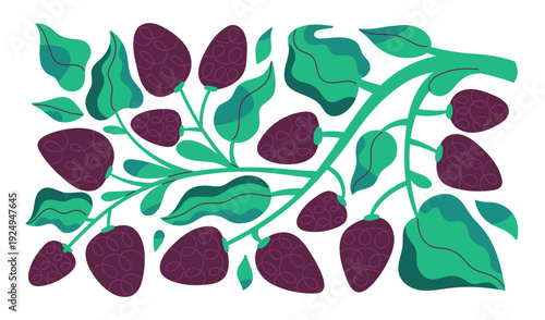 Abstract plant of berries. Branch with fruits, green leaves and crooked shape. Summer nature of garden. Botanical decoration, floral decor. Flat isolated vector illustration on white background
