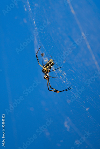 A golden orb web spider hanging in her web with dark blue sky in the background, Kruger National Park. 