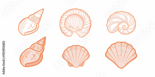 A collection of delicately illustrated seashells in pastel orange tones
