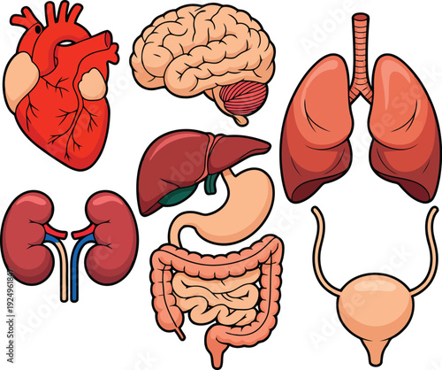 A comprehensive cartoon collection illustrating essential human internal organs for anatomical study