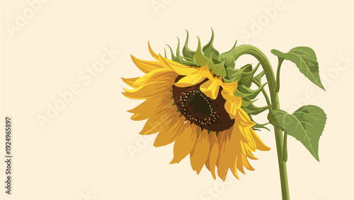 Minimalist Closeup of a Vibrant Yellow Sunflower Head Against Soft Cream Background