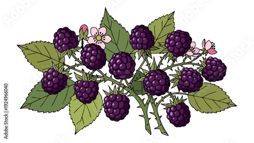 Delicious Hand Drawn Blackberry Branch Illustration with Ripe Berries and Blossoms