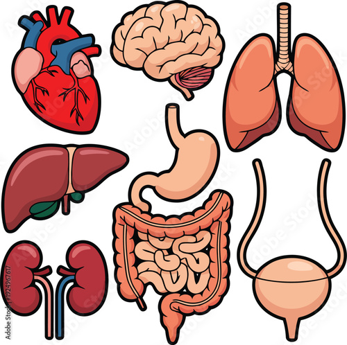 A vibrant cartoon illustration displaying multiple major human internal organs arranged neatly on a white background