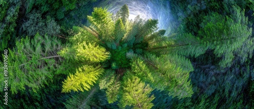 Wallpaper Mural A vibrant top-down view of lush green ferns radiating in a circular pattern within a dense forest. Torontodigital.ca