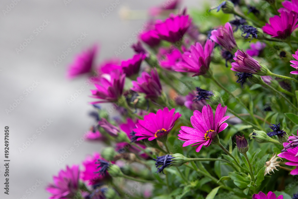 Fototapeta premium Cluster of bright magenta daisies blooming against soft grey background, vibrant garden flower border.