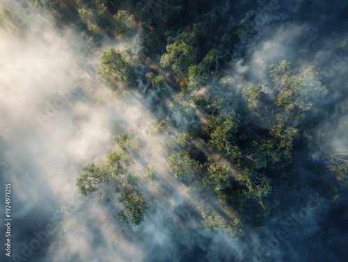 Wallpaper Mural Foggy forest with sunlight piercing through trees, creating dramatic rays over lush green canopy from an aerial view. Torontodigital.ca