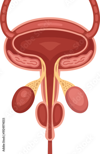 Explanatory visual demonstrating the male bladder prostate and seminal vesicles arrangement