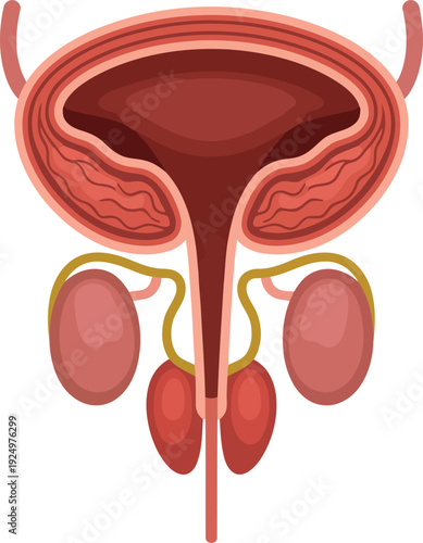 Simplified drawing of the male genitourinary system highlighting bladder and prostate