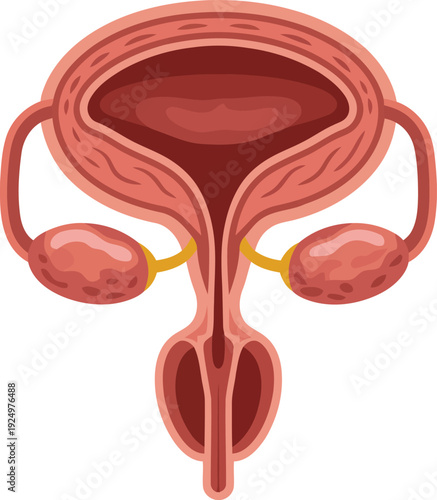 Simplified overview of the human male urinary and reproductive system for learning purposes