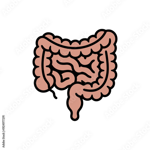 A vector graphic illustration of the human digestive system, specifically the intestines and colon.