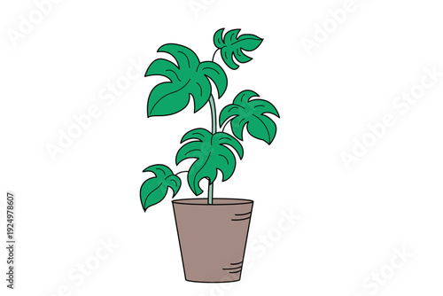 観葉植物　植木鉢　モンステラ　中型2