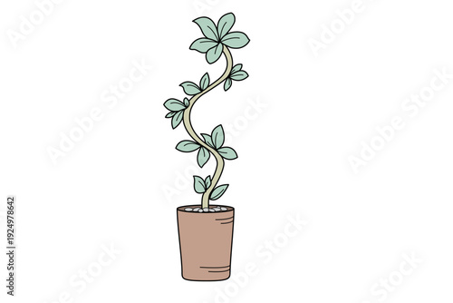 観葉植物　植木鉢　大型3